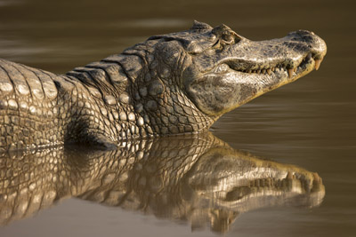 caiman